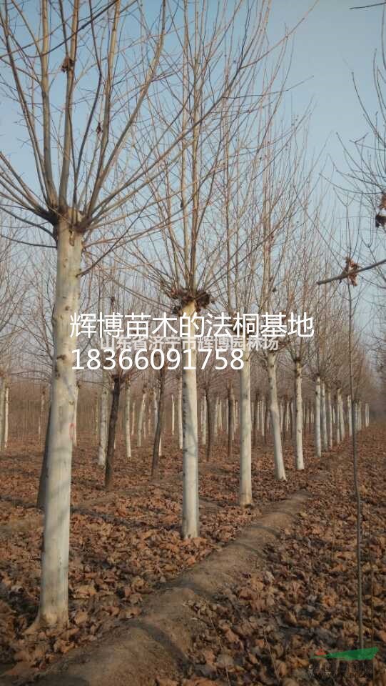 2公分國槐小苗價格