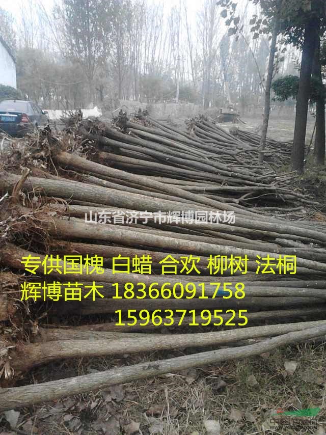 2公分國槐小苗價格