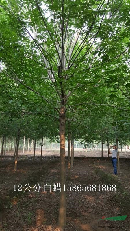 移栽3年28公分國槐采購 聯(lián)系我們山東振海綠化苗木種植基地