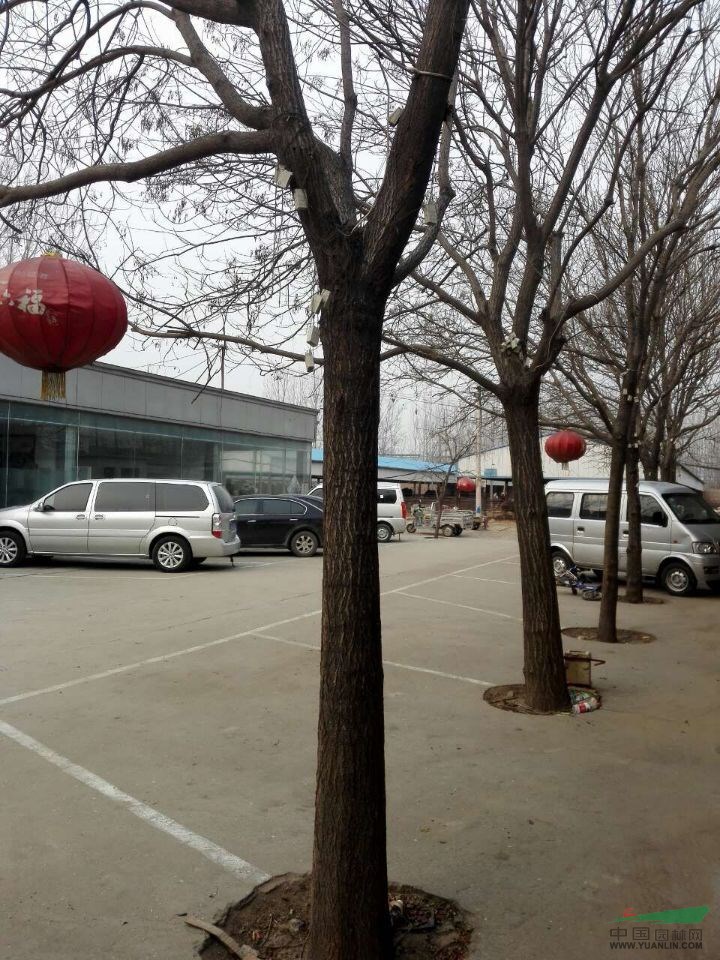 19公分帶土球全冠國槐價(jià)格