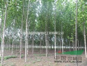 河南5萬株白蠟樹苗，最便宜白蠟樹苗批發(fā)