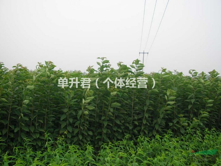 浙江省紹興李子苗供應