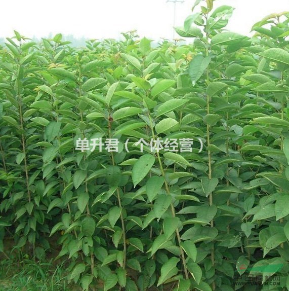 浙江省紹興李子苗供應