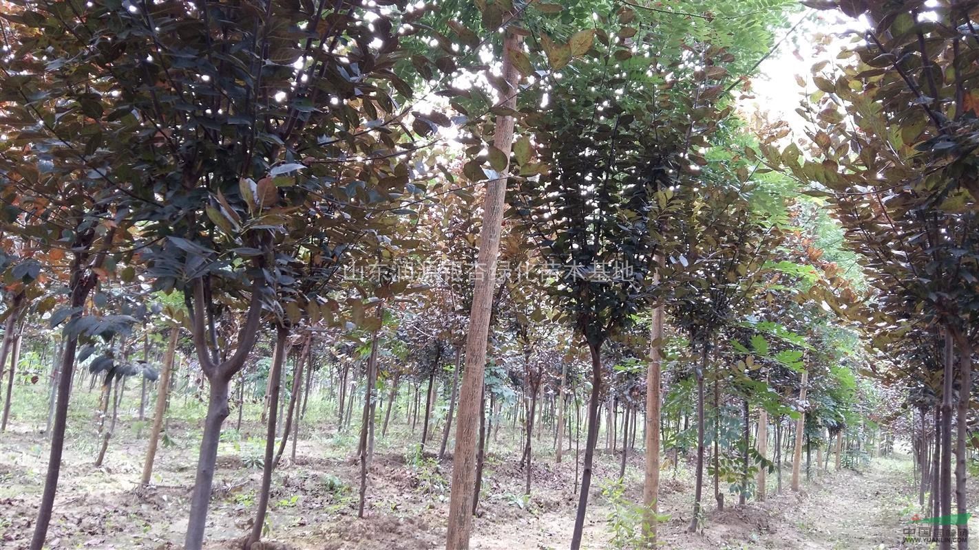 大量供應(yīng)國槐