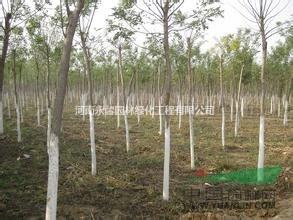 15萬株國槐樹苗，最便宜國槐樹苗批發(fā)價格，優(yōu)質(zhì)國槐小苗