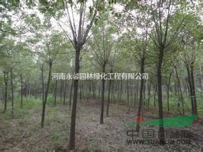 15萬株國槐樹苗，最便宜國槐樹苗批發(fā)價格，優(yōu)質(zhì)國槐小苗