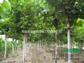 10萬株法桐批發(fā)，最便宜法桐價格，最實惠法桐小苗