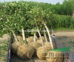 10萬株法桐批發(fā)，最便宜法桐價格，最實惠法桐小苗