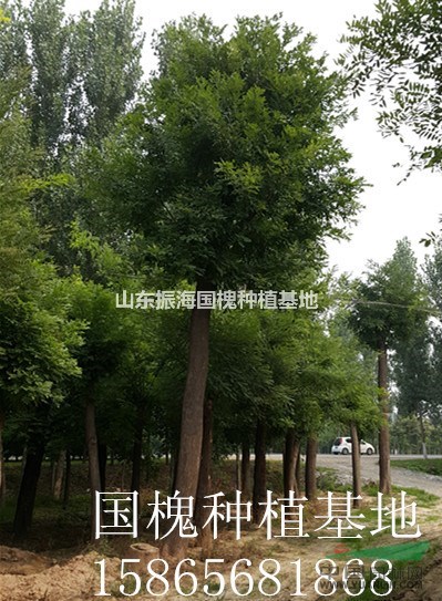 18公分國槐-山東菏澤秋后最新價格