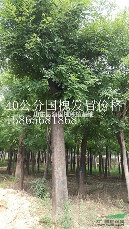 10公分國(guó)槐-山東哪里的10公分國(guó)槐質(zhì)量好