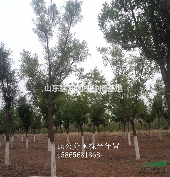 10公分國(guó)槐-山東哪里的10公分國(guó)槐質(zhì)量好