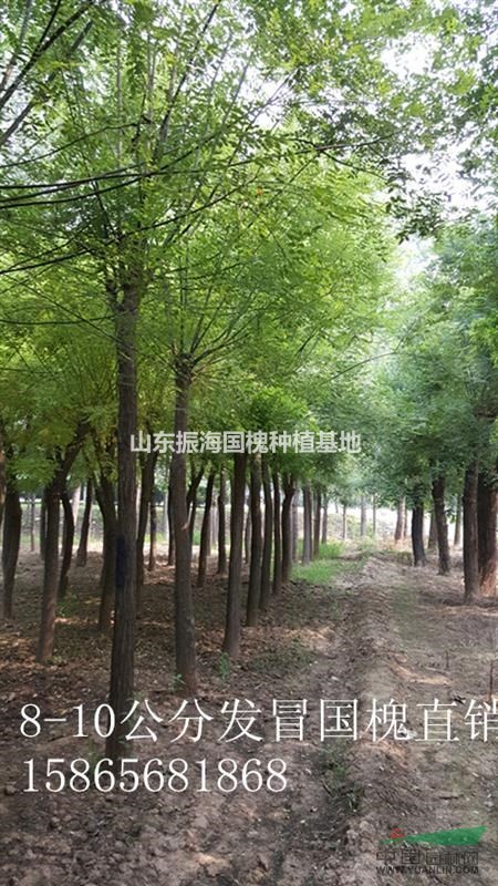 13公分國(guó)槐-山東地區(qū)13公分國(guó)槐價(jià)格