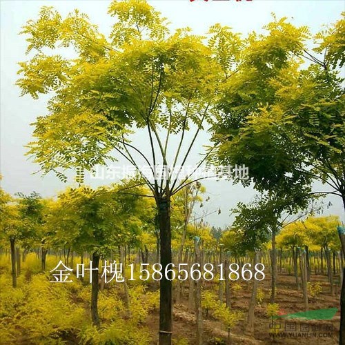 13公分國(guó)槐-山東地區(qū)13公分國(guó)槐價(jià)格