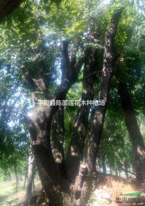 每桿30公分多桿沙樸
