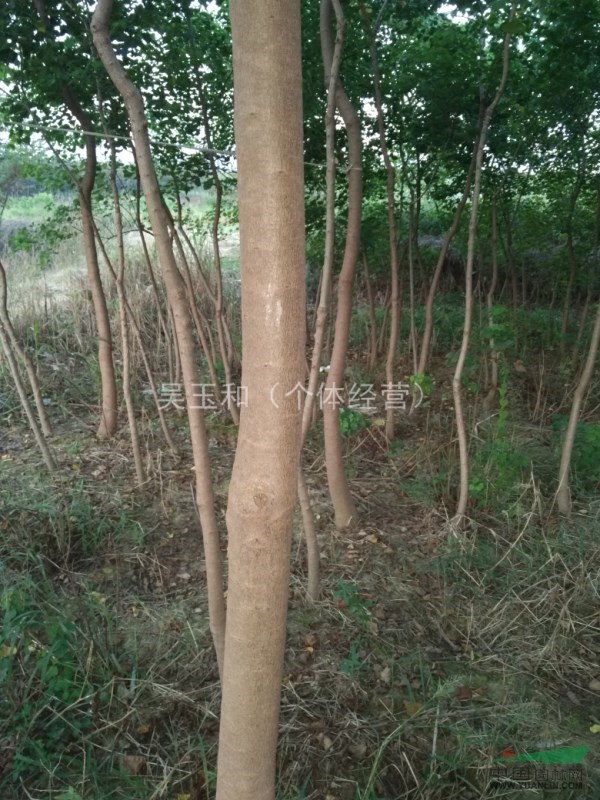 江蘇鎮(zhèn)江烏桕小苗