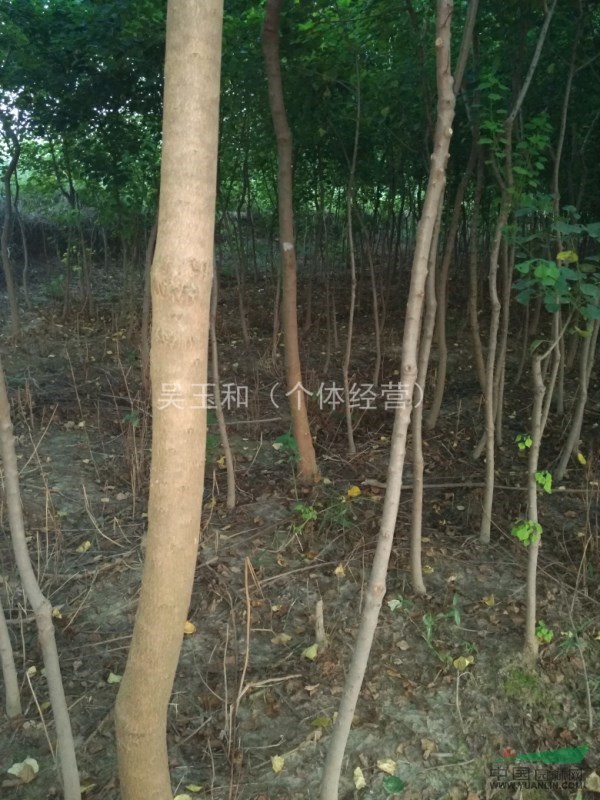 江蘇鎮(zhèn)江烏桕小苗