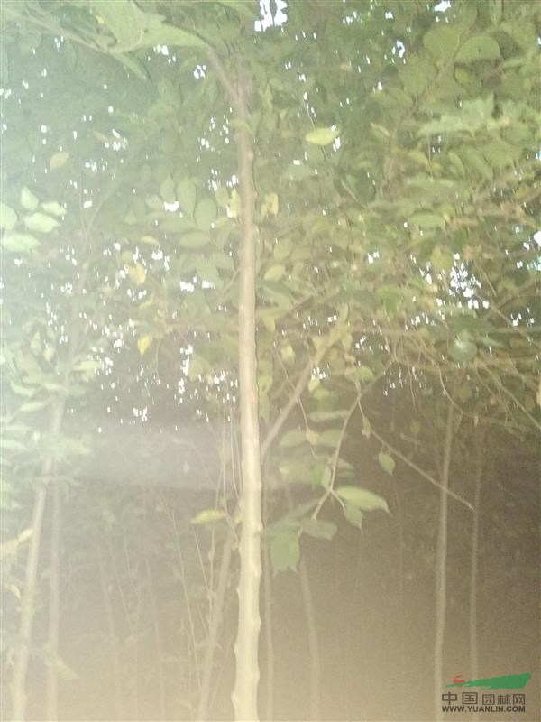 江蘇鎮(zhèn)江樸樹小苗