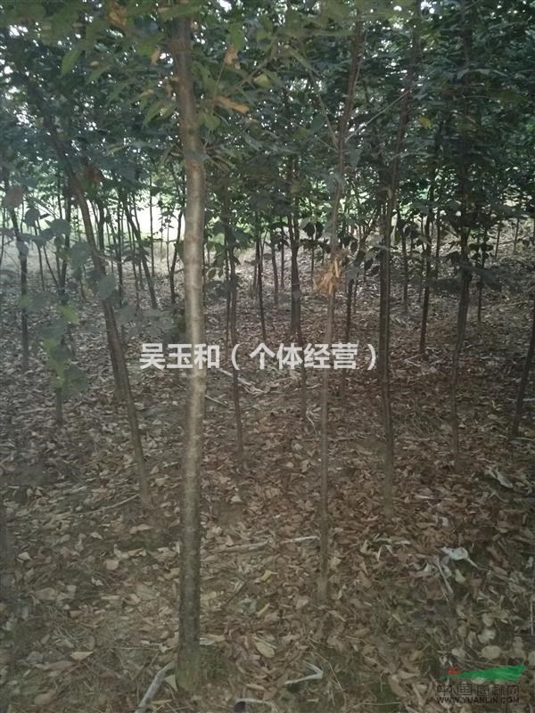櫸樹(shù)小苗江蘇鎮(zhèn)江