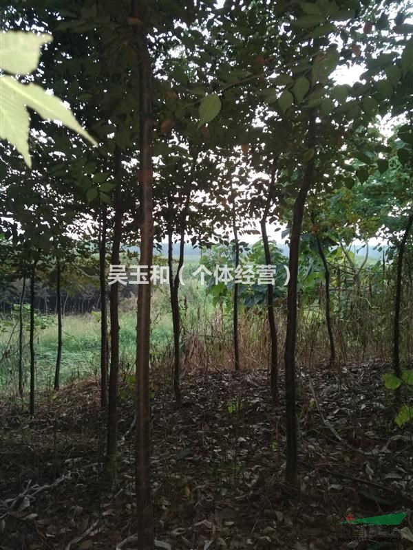 櫸樹(shù)小苗江蘇鎮(zhèn)江