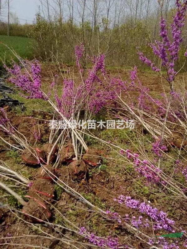 紫金  
