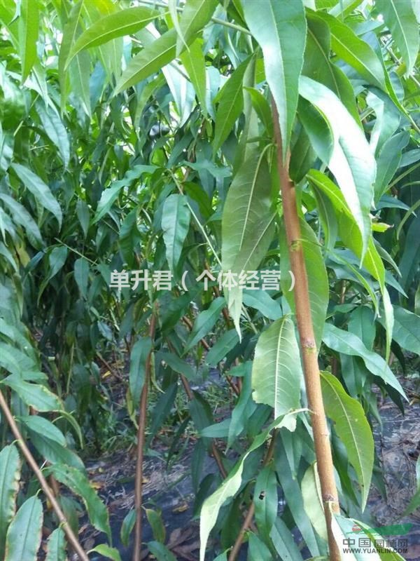 浙江省奉化水密桃小苗供應(yīng)