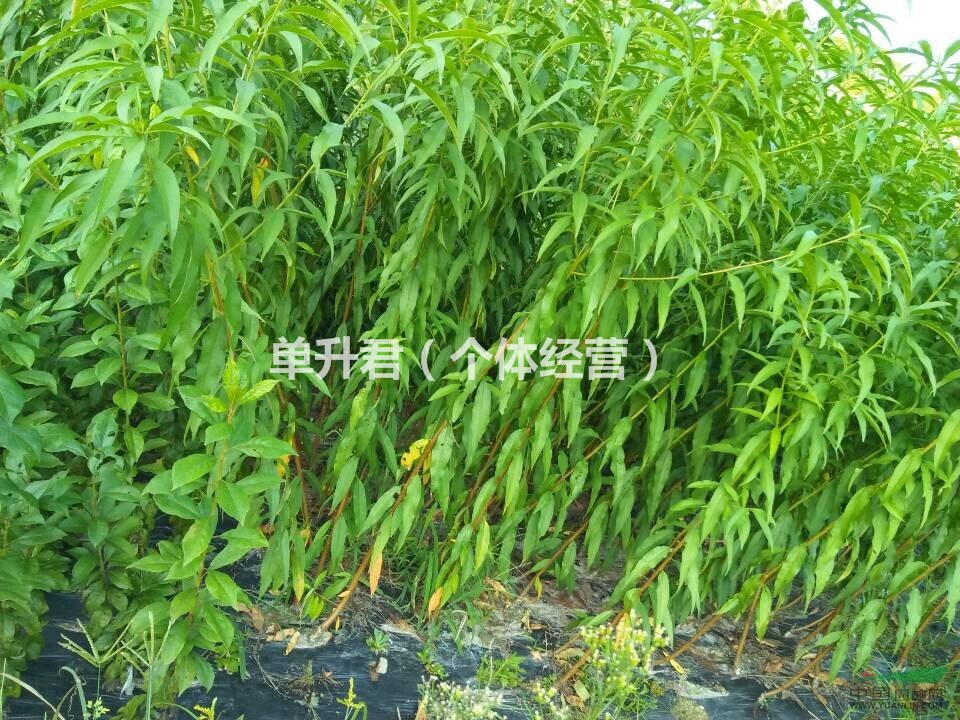 浙江省奉化水密桃小苗供應(yīng)