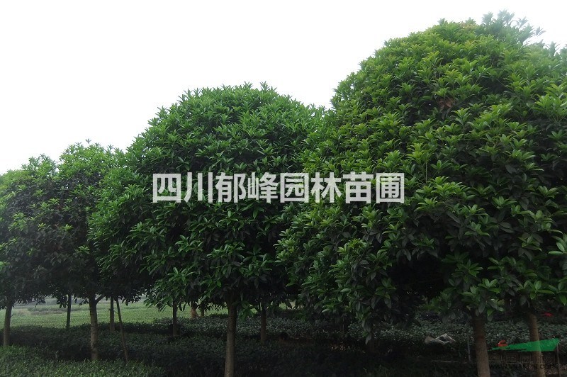 四川雅安桂花種植面積最大基地