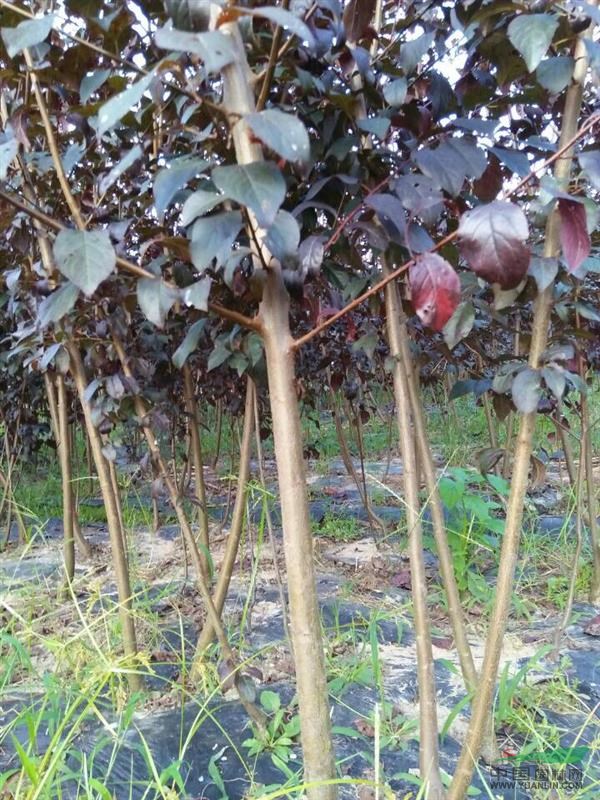 浙江省紹興紅葉李小苗供應(yīng)，2年生