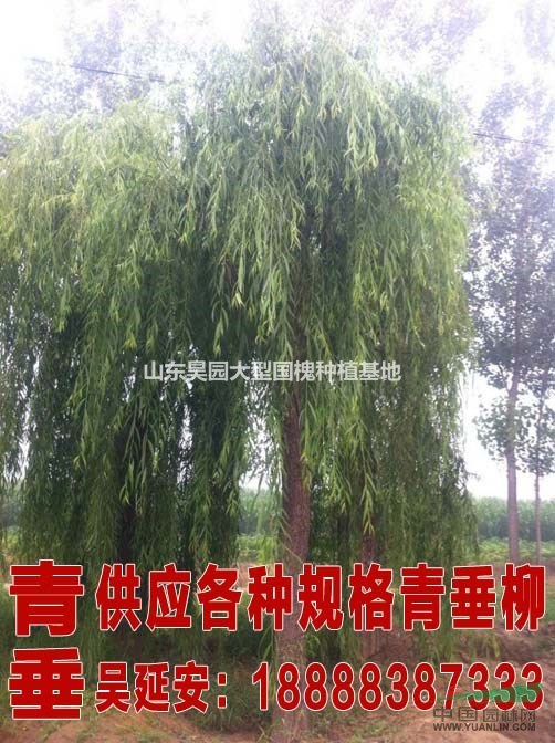 槐樹(shù)批發(fā)市場(chǎng)