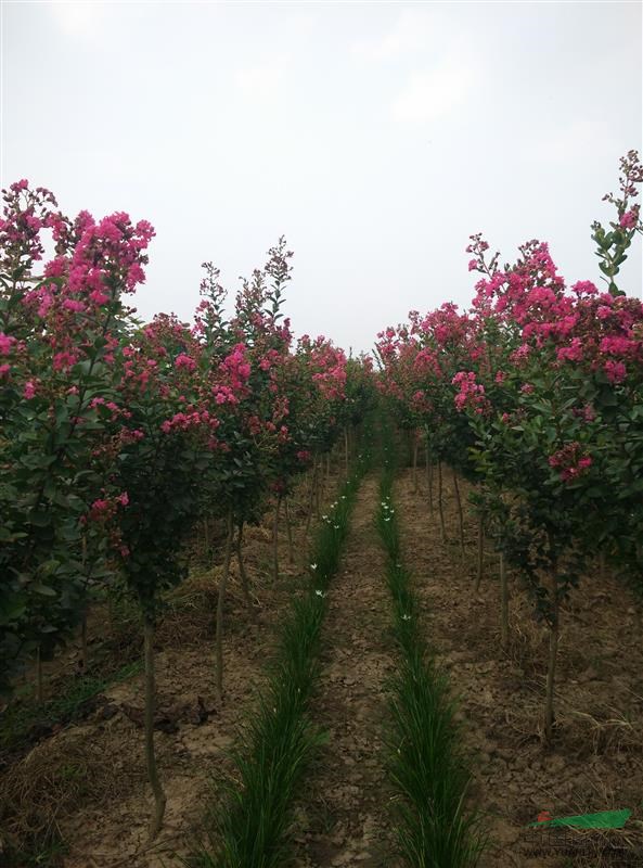 河南地區(qū)玫瑰紅紫薇2-4cm