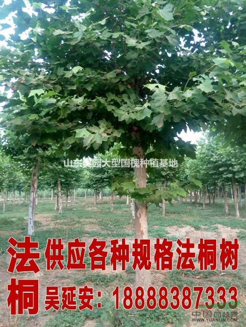 金枝國槐  高干金枝國槐價格