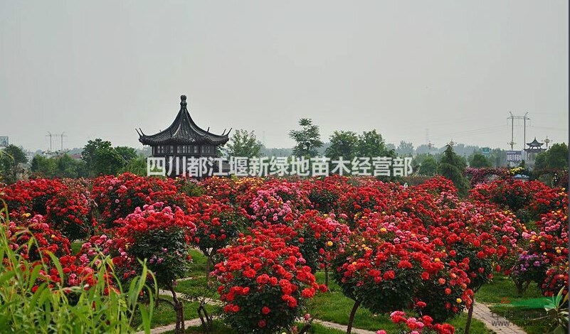 月季，精品