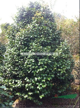 供應(yīng)茶花小苗、一米高茶花、冠幅2-3米茶花、優(yōu)質(zhì)品種、綠化樹