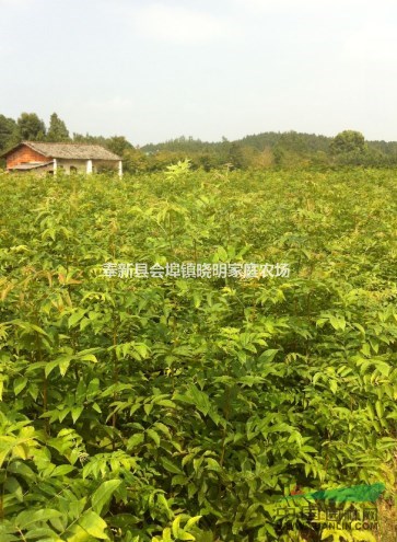 青錢柳小苗哪最多、供應(yīng)青錢柳小苗種子、當年苗床小苗、綠化苗木