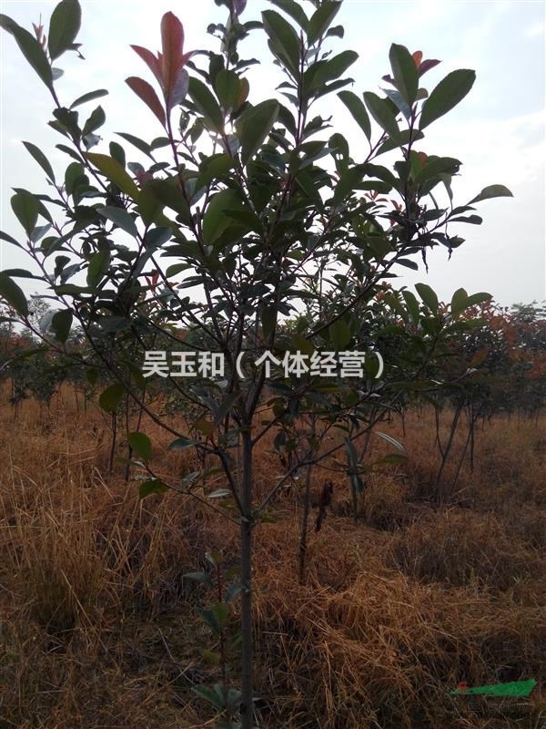 紅葉石楠