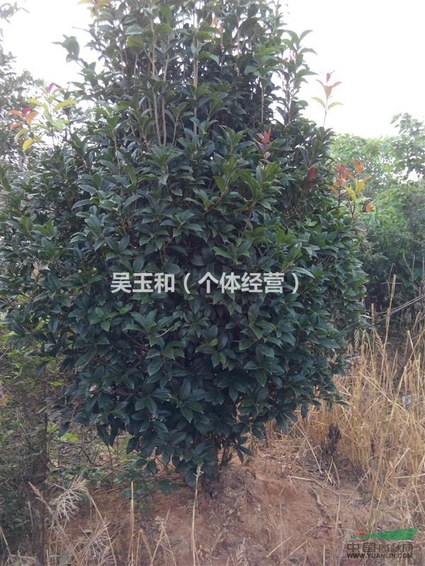 江蘇鎮(zhèn)江桂花