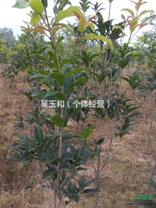 江蘇鎮(zhèn)江桂花