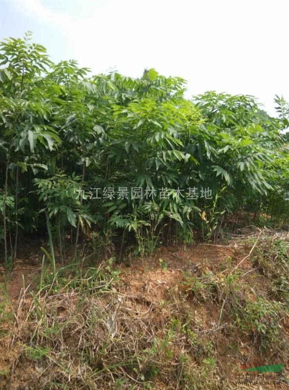 江西無患子之鄉(xiāng)，小苗，種子即10月份下樹。