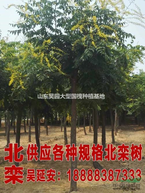 山東國槐冠幅有多大
