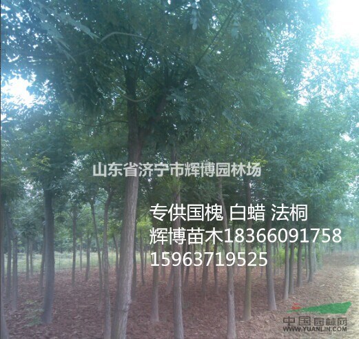 3公分國(guó)槐價(jià)格保守價(jià)