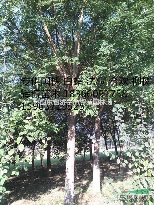 6公分國槐價格
