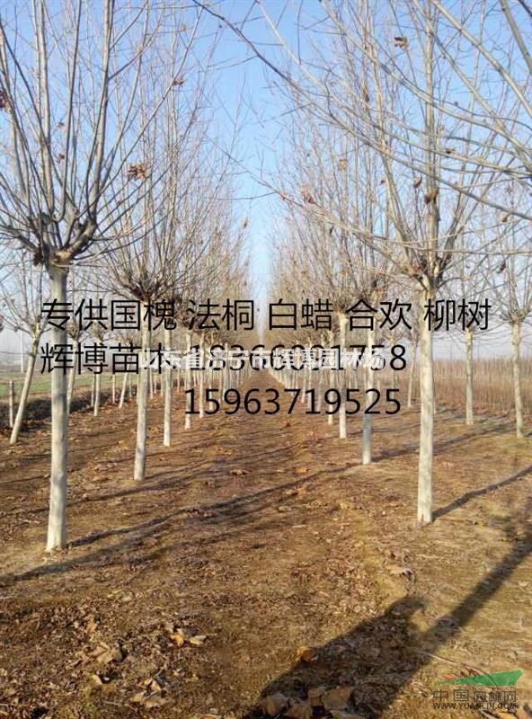 14公分國槐價格分析變化