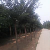 12公分國槐價(jià)格的行情