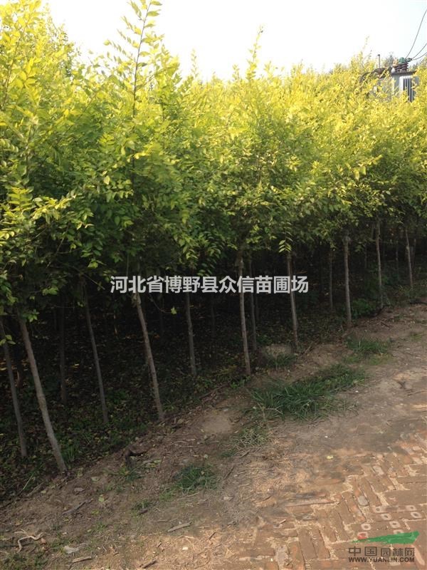 2016年秋季供應(yīng)8公分金葉榆、10公分金葉榆大量！