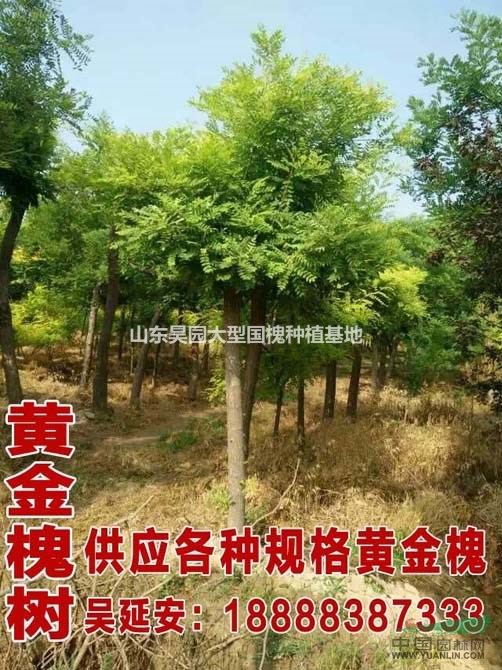 金葉國槐種植基地  金葉國槐市場價(jià)格