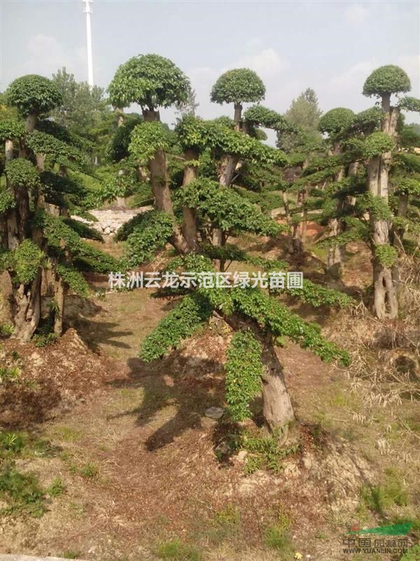 造型女貞,造型小葉女貞,造型小葉女貞樁景,造型小葉女貞盆景