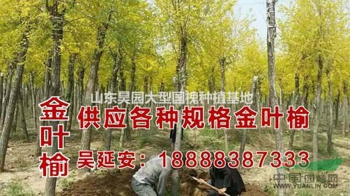 黃金槐種植基地  黃金槐哪里便宜  大規(guī)格金枝國槐基地