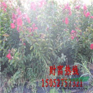 大量供應(yīng)紅火箭紫薇、叢生紫薇、
