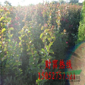 大量供應(yīng)紅火箭紫薇、叢生紫薇、