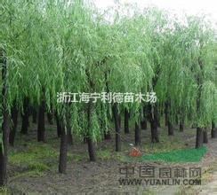 浙江垂柳，最新垂柳價(jià)格，最便宜垂柳批發(fā)價(jià)格